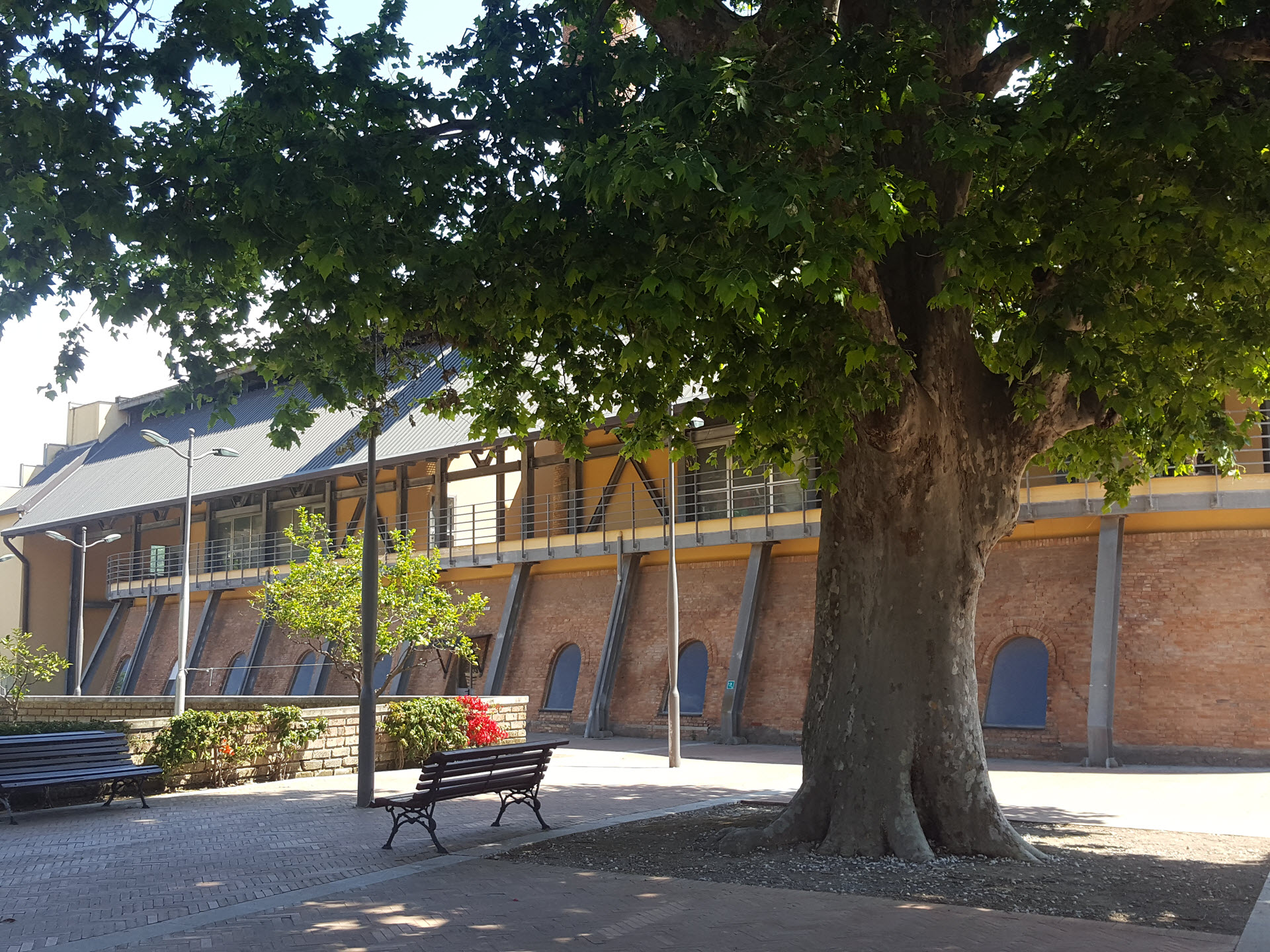   Antica Quercia vicino il Teatro Ghirelli
