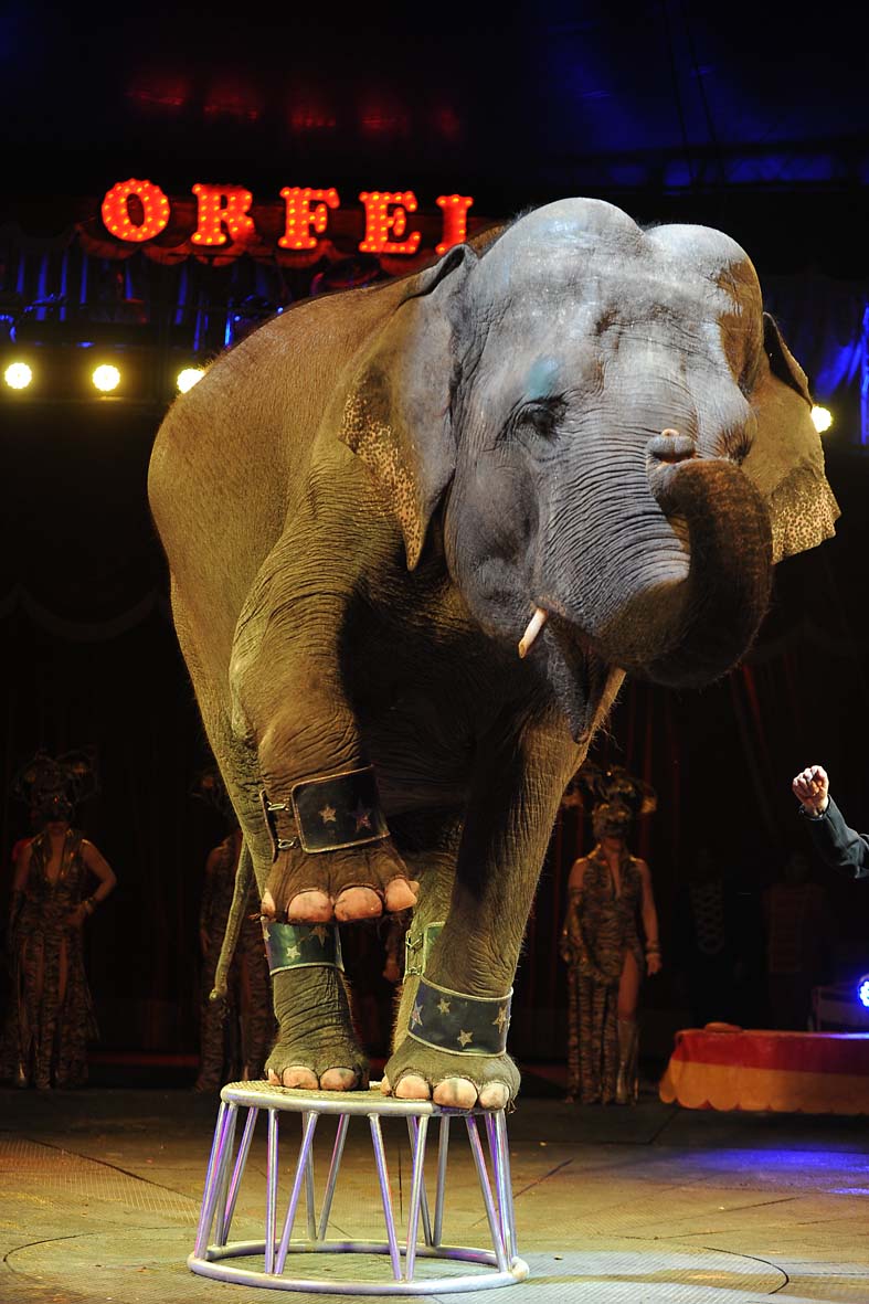   Appuntamento al circo per bambini, anziani, disabili e famiglie disagiate. Salerno, 14 febbraio 2012
