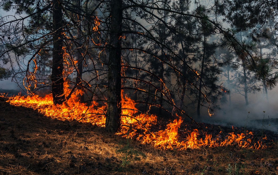 Incendi boschivi