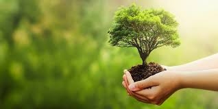Nuovi alberi