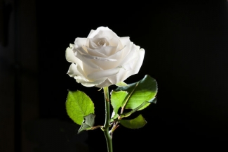 Rosa bianca