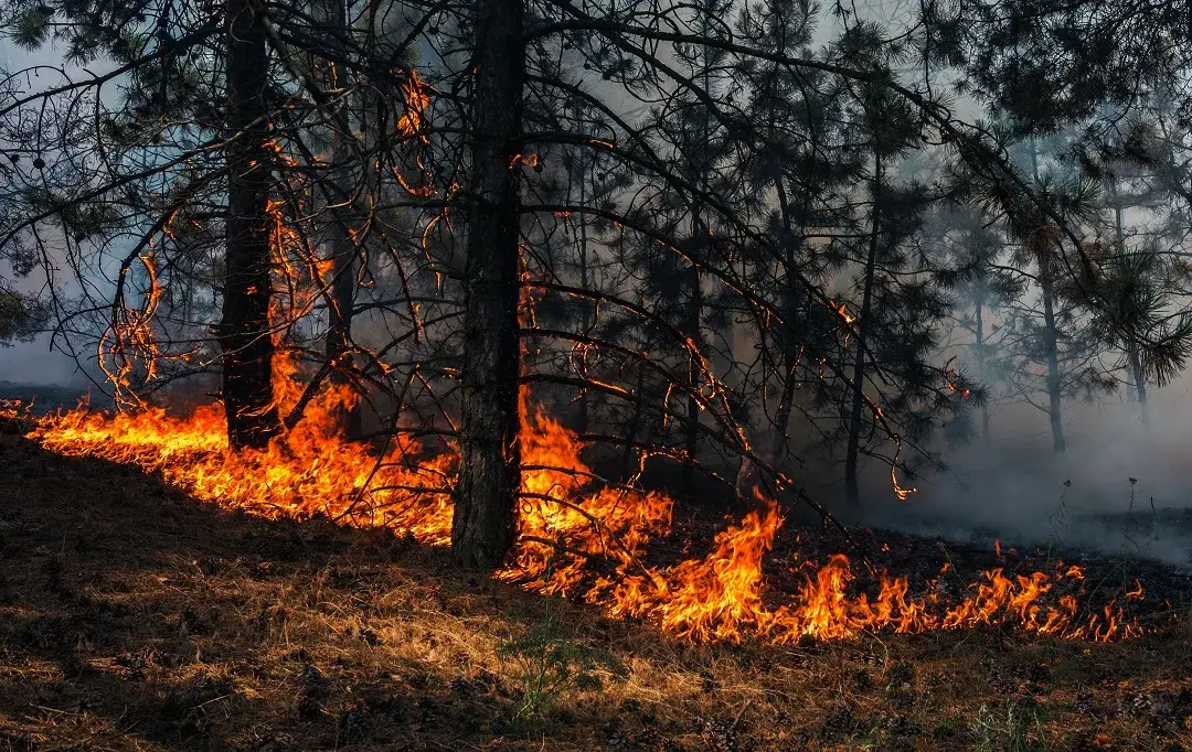 Incendi boschivi